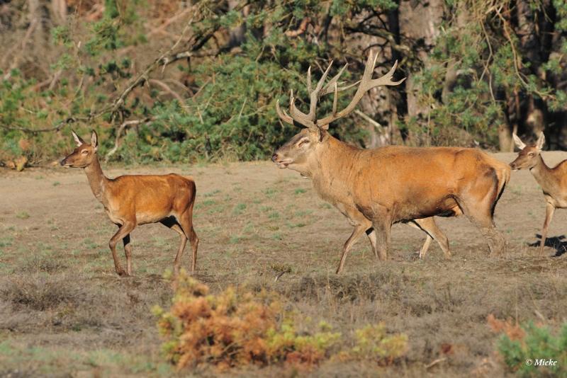 bdaDSC_9392.JPG - Veluwe 2019