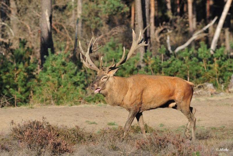 bdaDSC_9402.JPG - Veluwe 2019