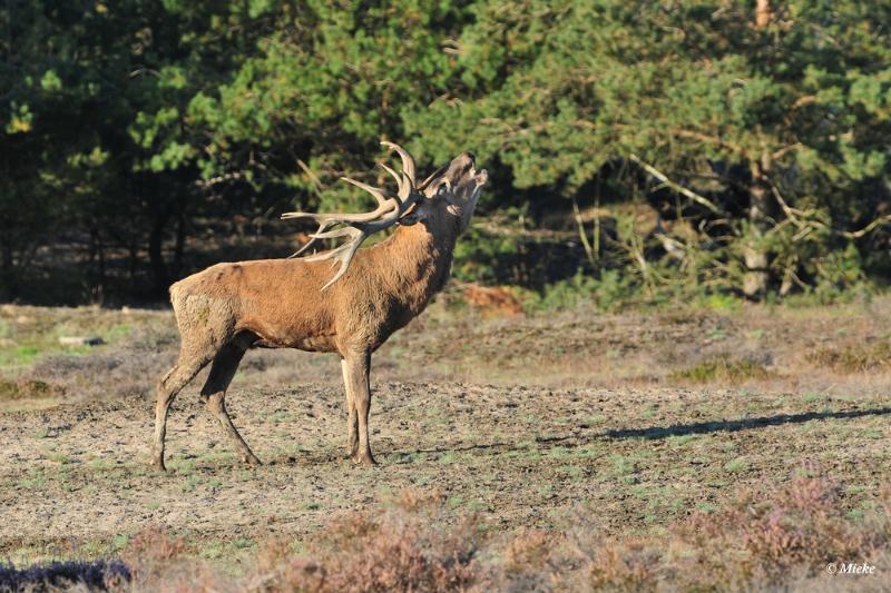 bdaDSC_9421.JPG - Veluwe 2019