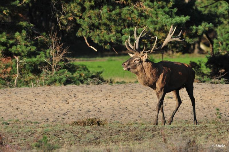 bdaDSC_9452.JPG - Veluwe 2019