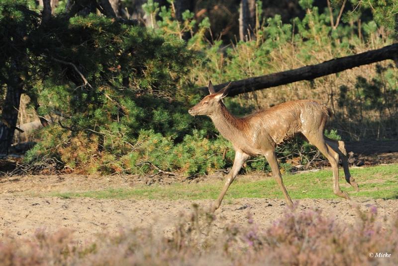 bdaDSC_9507.JPG - Veluwe 2019