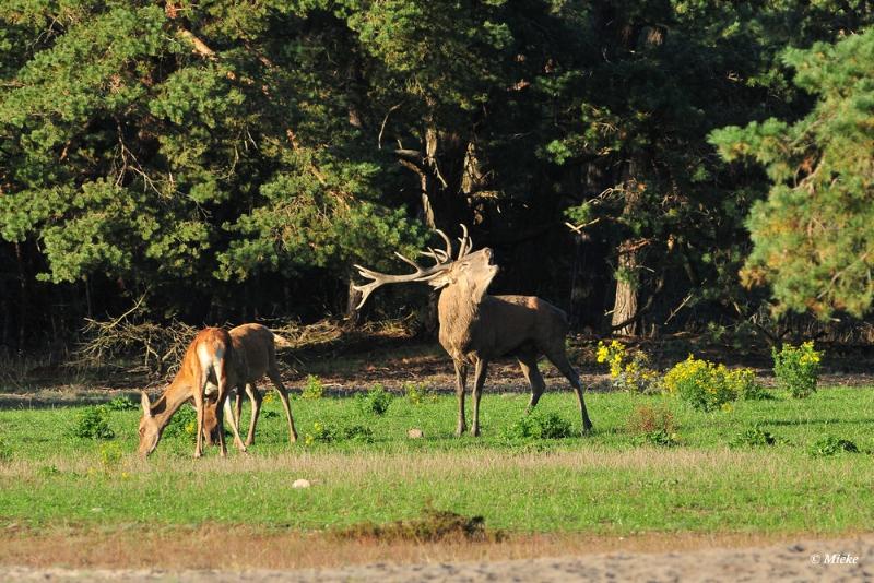 bdaDSC_9622.JPG - Veluwe 2019