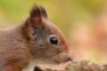 Eekhoorntjes in het bos  herfst 2019