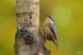 Vogels in het bos herfst 2019