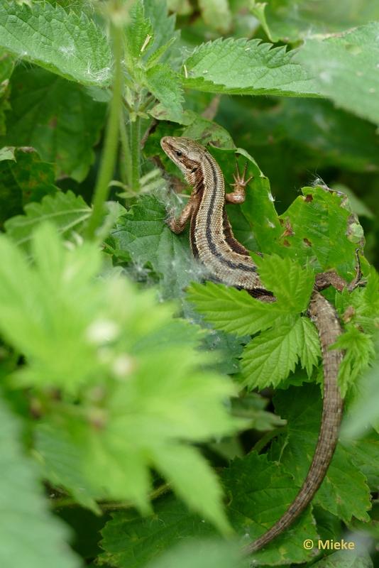 bdP1390359.JPG - Hagedis levendbarende