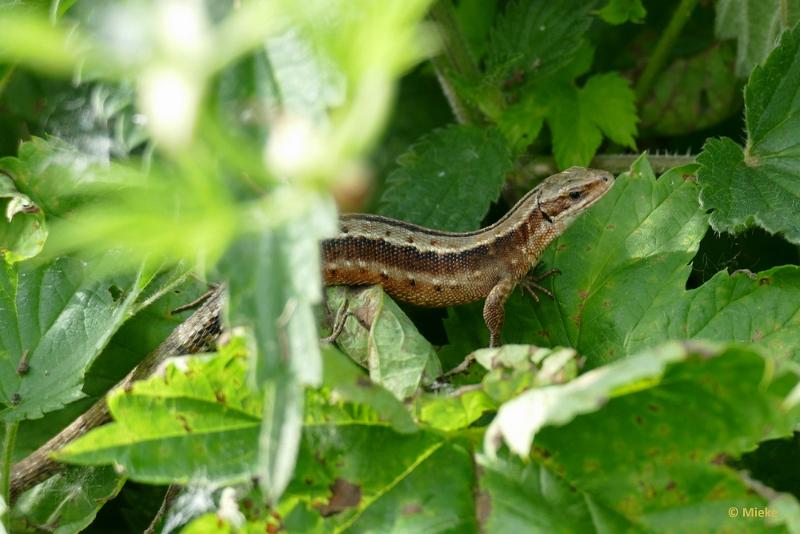 bdP1390379.JPG - Hagedis levendbarende