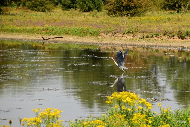 bdaDSC_0926.JPG - Eijsden Beemde 2020