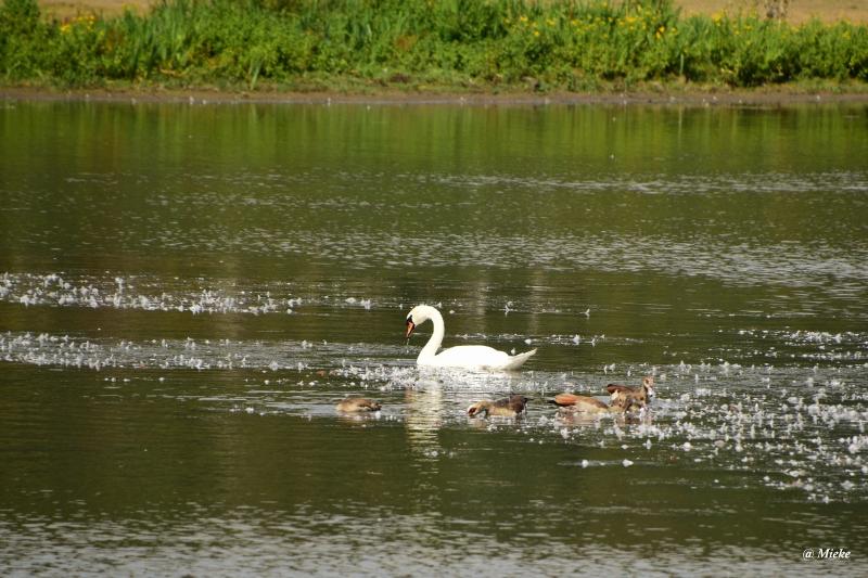 bdaDSC_0935.JPG - Eijsden Beemde 2020