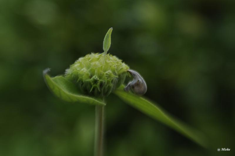 bda_DSC7592.JPG - Lensbaby Velvet 56  diafragma 1.6 softfocus