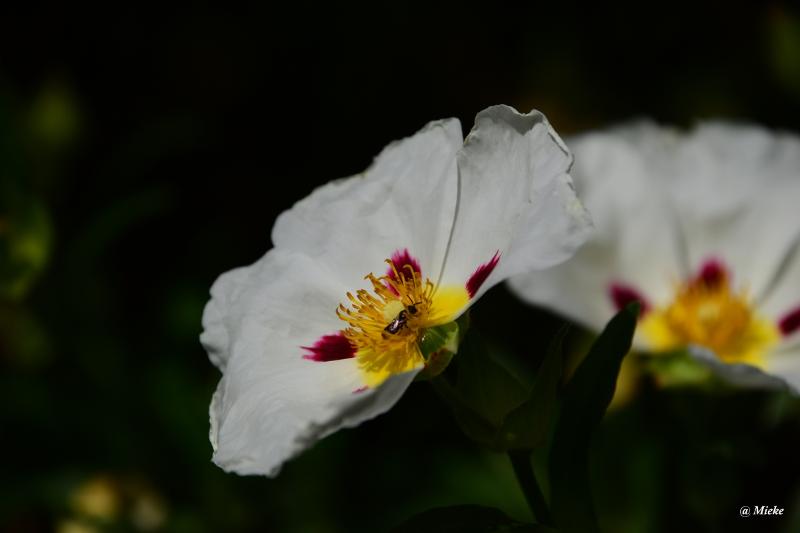 bdDSC_0701.JPG - Tuin Lavendelhoeve