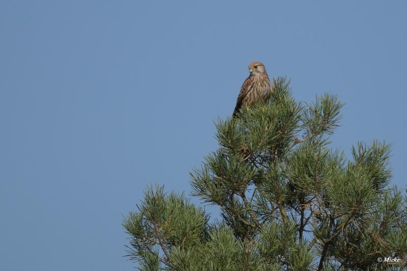 bdaDSC_0257.JPG - Veluwe 2020