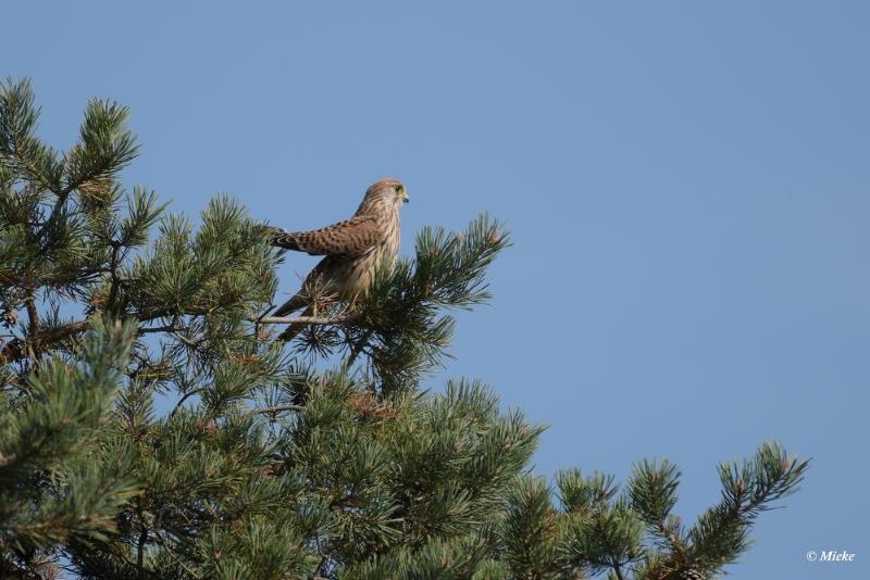 bdaDSC_0294.JPG - Veluwe 2020