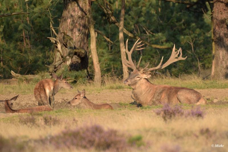 bdaDSC_0352.JPG - Veluwe 2020