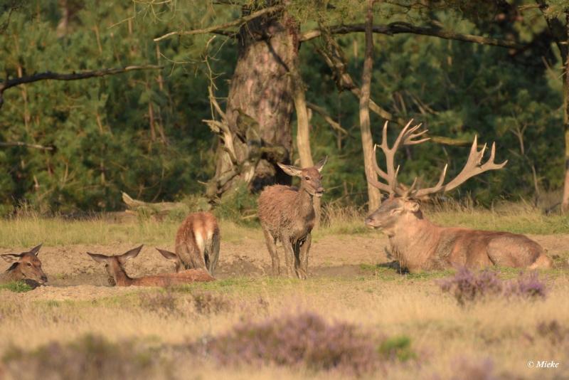 bdaDSC_0365.JPG - Veluwe 2020