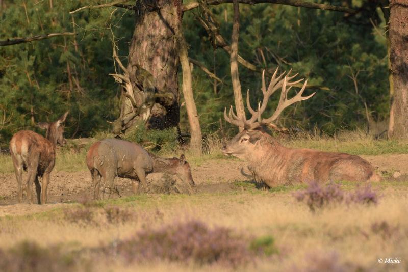 bdaDSC_0392.JPG - Veluwe 2020