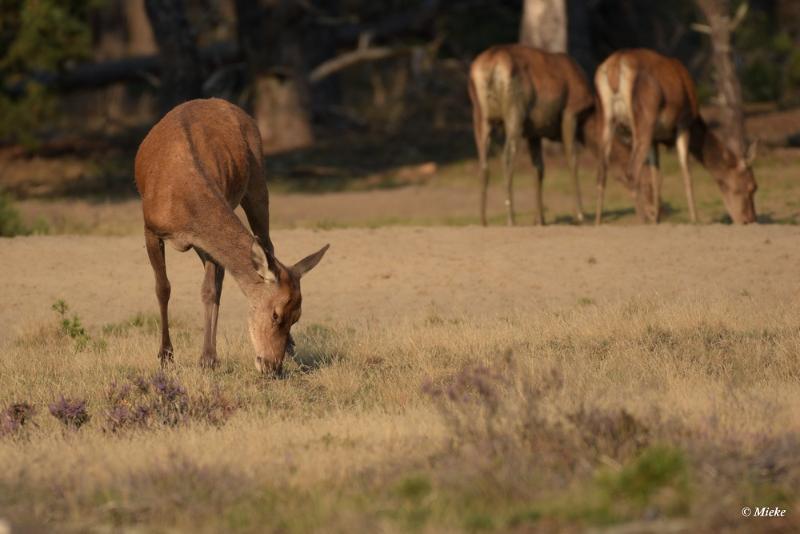 bdaDSC_0445.JPG - Veluwe 2020