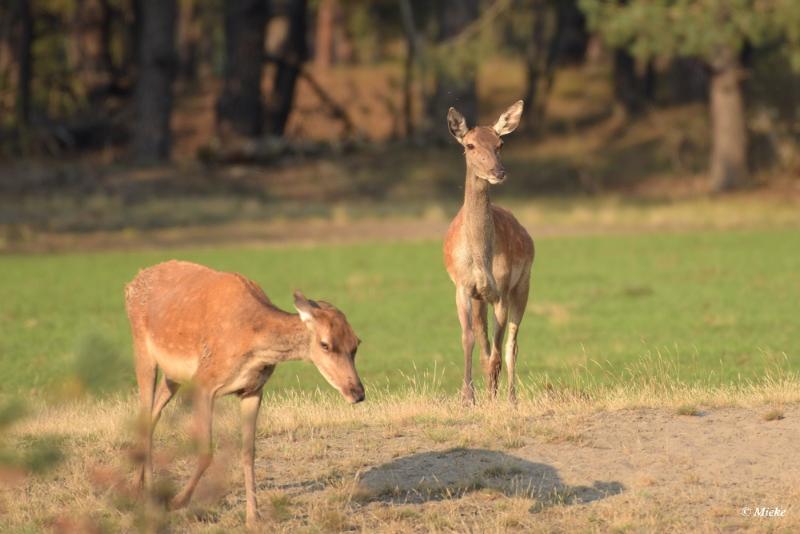 bdaDSC_0461.JPG - Veluwe 2020