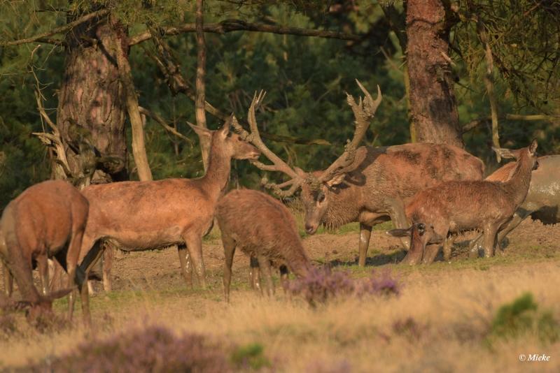 bdaDSC_0481.JPG - Veluwe 2020