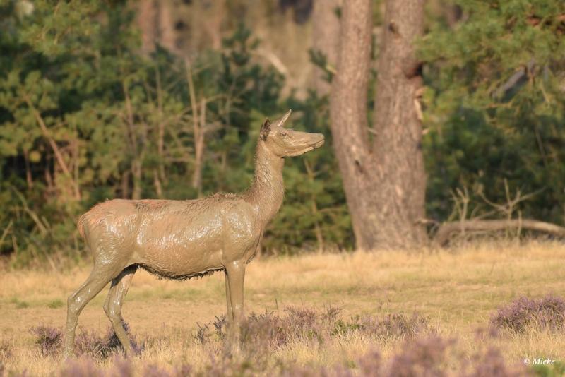 bdaDSC_0483.JPG - Veluwe 2020