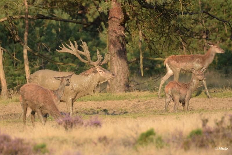 bdaDSC_0519.JPG - Veluwe 2020