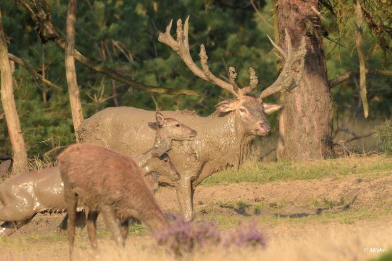 bdaDSC_0521.JPG - Veluwe 2020