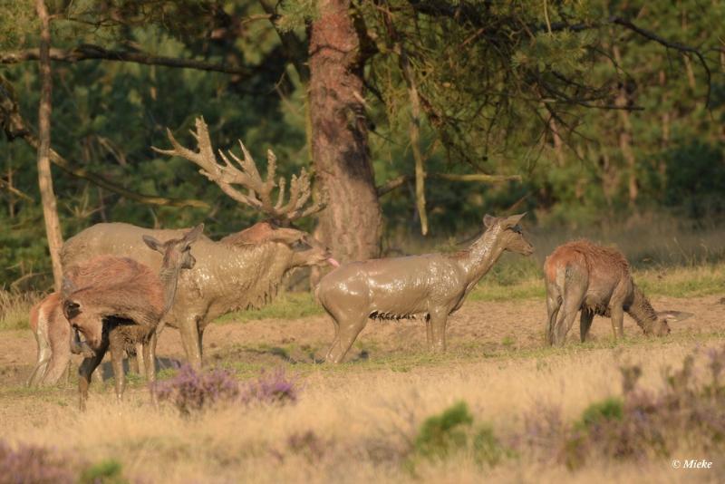 bdaDSC_0523.JPG - Veluwe 2020