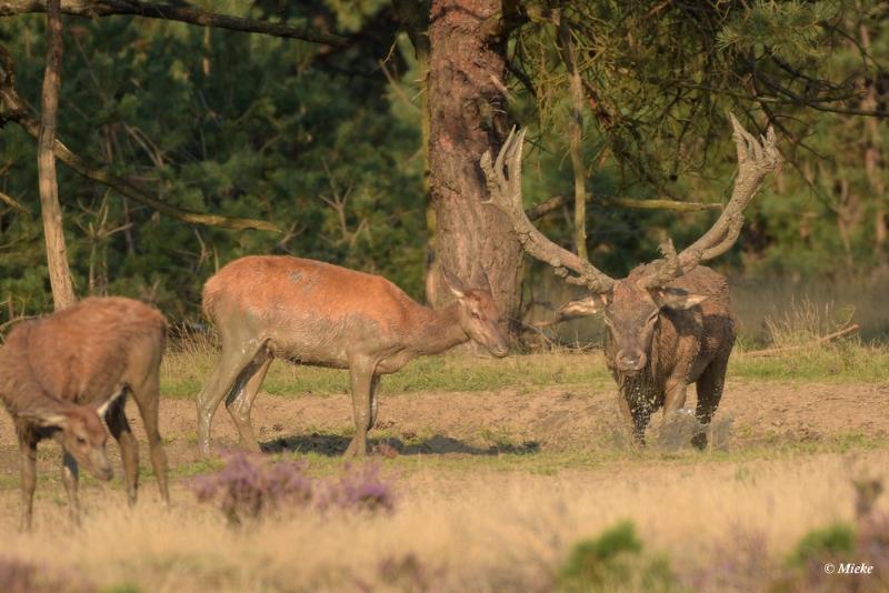 bdaDSC_0540.JPG - Veluwe 2020