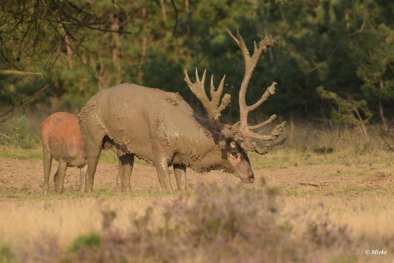 bdaDSC_0552.JPG - Veluwe 2020