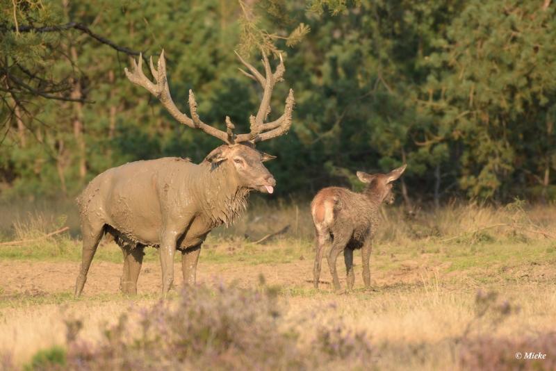 bdaDSC_0563.JPG - Veluwe 2020