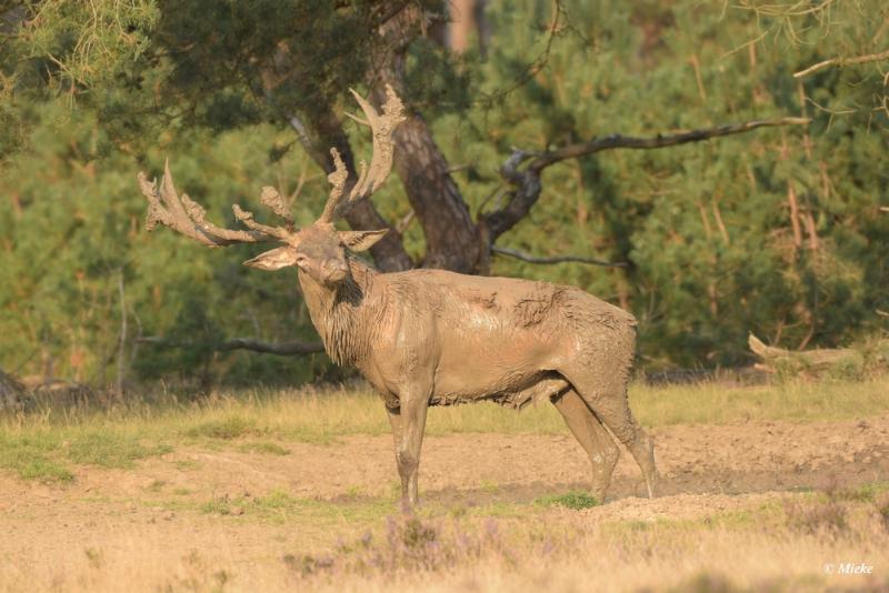 bdaDSC_0624.JPG - Veluwe 2020