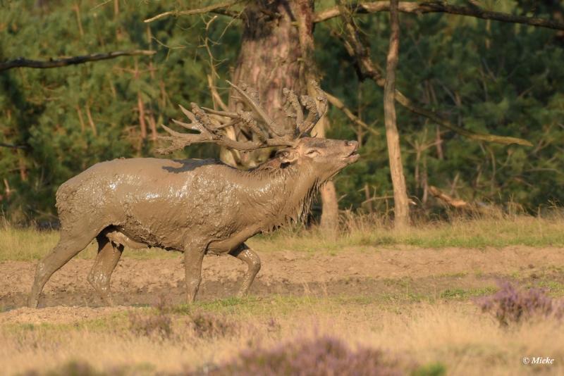 bdaDSC_0645.JPG - Veluwe 2020