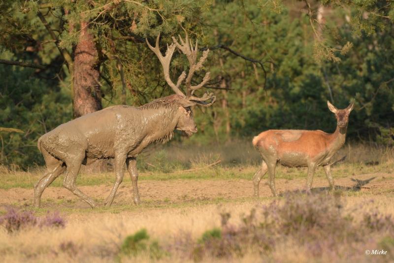 bdaDSC_0649.JPG - Veluwe 2020