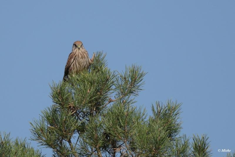 bdaaDSC_0246.JPG - Veluwe 2020 Torenvalkje