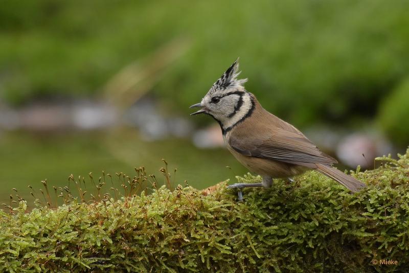 bdboshutwim 01.JPG - Vogels bij de boshut 2020