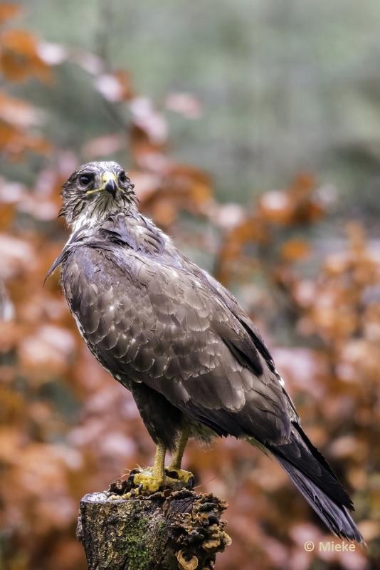 bdboshutwim 02.JPG - Vogels bij de boshut 2020