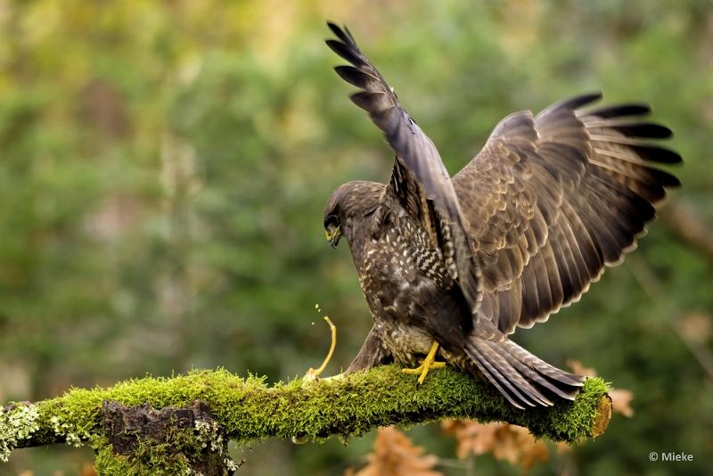 bdboshutwim 03.JPG - Vogels bij de boshut 2020