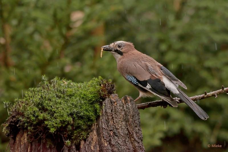 bdboshutwim 04.JPG - Vogels bij de boshut 2020