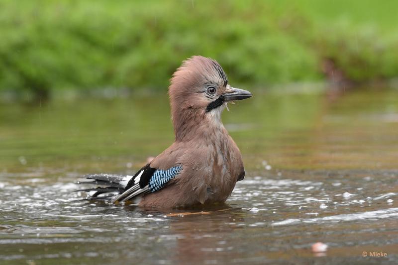 bdboshutwim 08.JPG - Vogels bij de boshut 2020