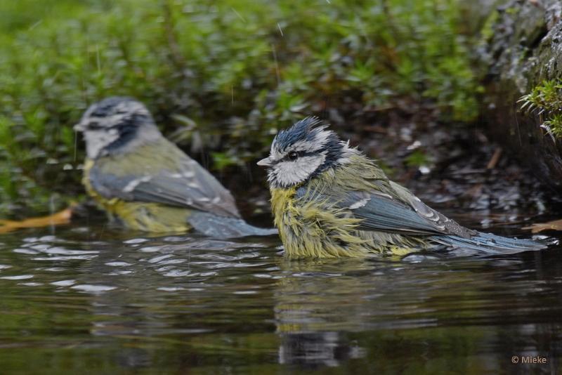 bdboshutwim 10.JPG - Vogels bij de boshut 2020