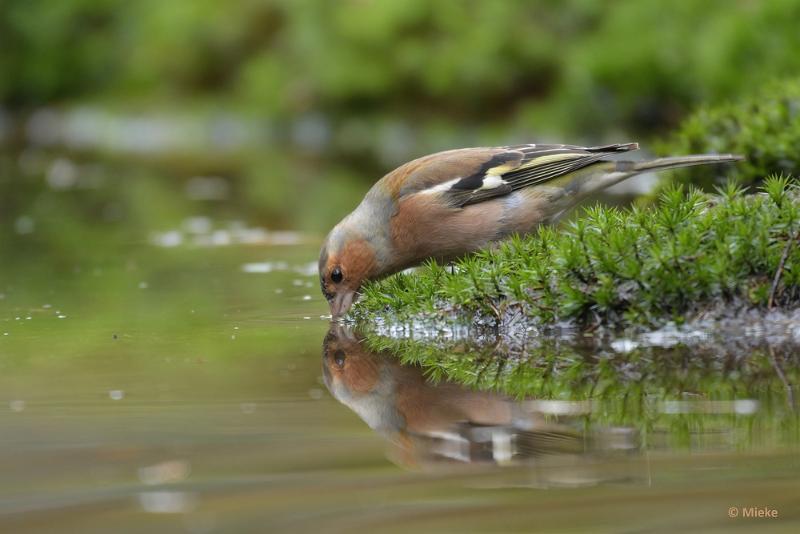 bdboshutwim 11.JPG - Vogels bij de boshut 2020