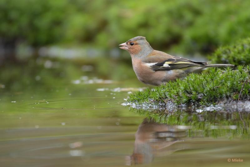 bdboshutwim 12.JPG - Vogels bij de boshut 2020