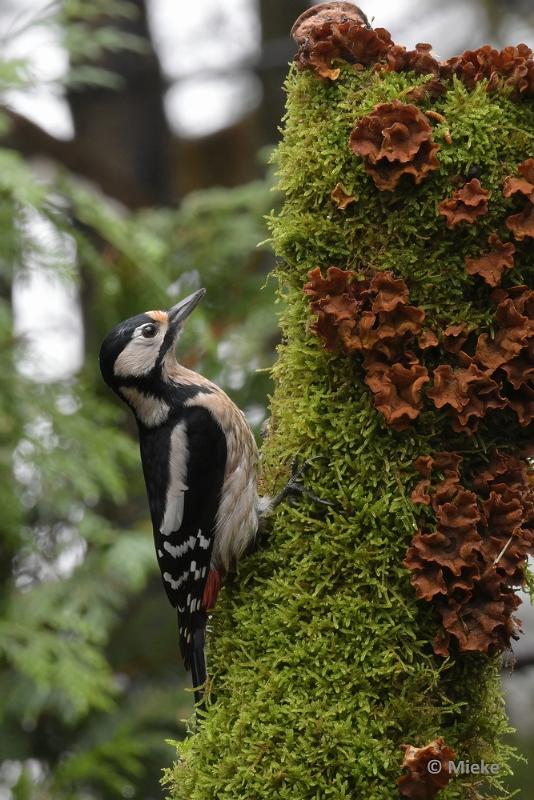 bdboshutwim 13.JPG - Vogels bij de boshut 2020