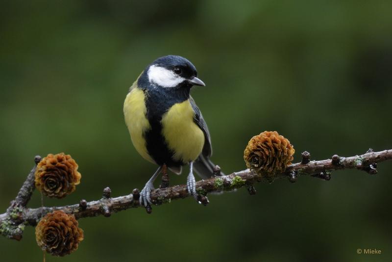 bdboshutwim 14.JPG - Vogels bij de boshut 2020