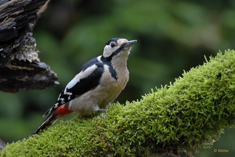 bdboshutwim 15.JPG - Vogels bij de boshut 2020