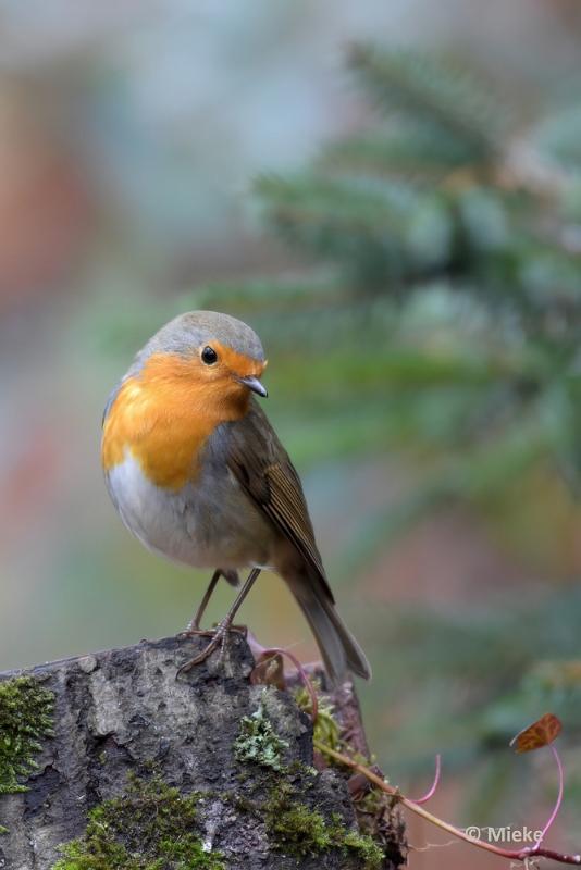 bdboshutwim 16.JPG - Vogels bij de boshut 2020