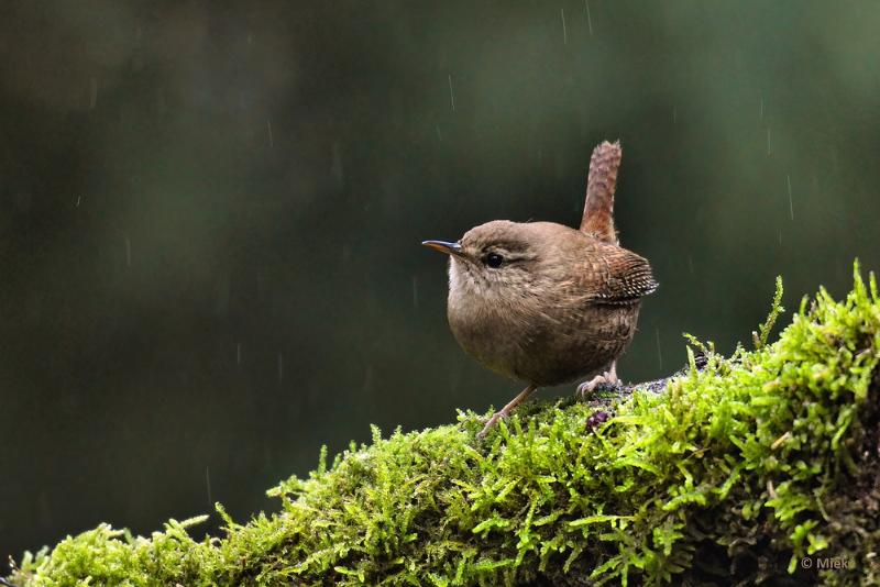 bdboshutwim 18.JPG - Vogels bij de boshut 2020