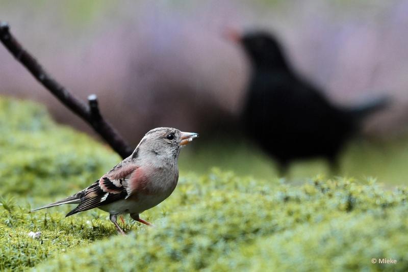 bdboshutwim 19.JPG - Vogels bij de boshut 2020