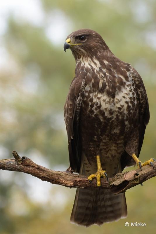 bdboshutwim 20.JPG - Vogels bij de boshut 2020