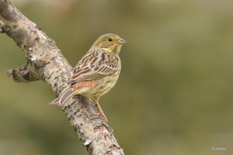 bdDSC_0004.JPG - Vogels Ambyerheide