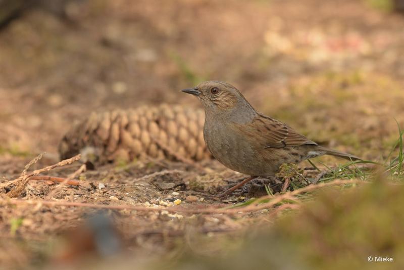 bdDSC_0118.JPG - Vogels Ambyerheide